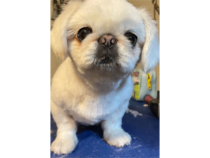 ☆モデル犬卒業後、里親さん宅での様子☆
